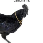 Camorra ink